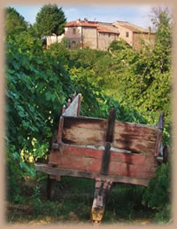 Organic Cooking Holidays in Tuscany