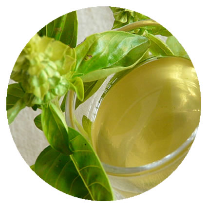 Liquore al basilico - Basil