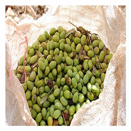 Harvesting the olives