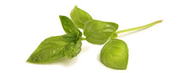 Sweet Basil