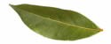 Bay Leaves 