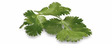 Coriander