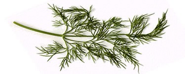 Dill 