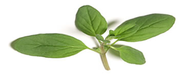 Marjoram