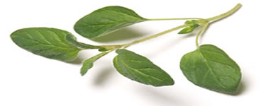 Oregano