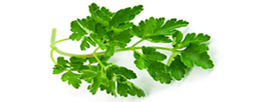 Parsley