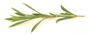 Summer Savory - Santoreggia 