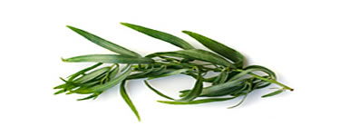 Tarragon