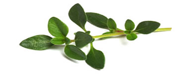 Thyme