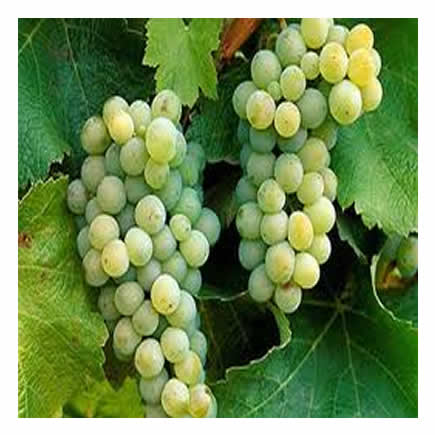 Chenin Blanc