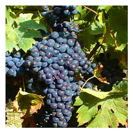 Merlot