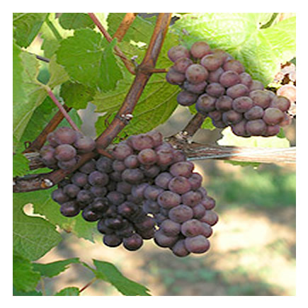 Pinot Gris