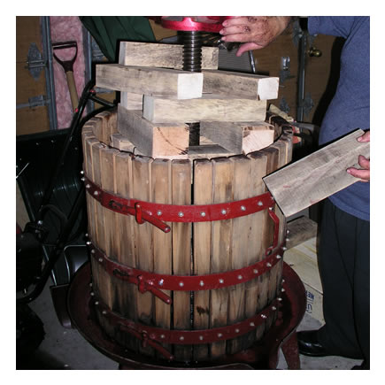 Pressing Wine Grapes